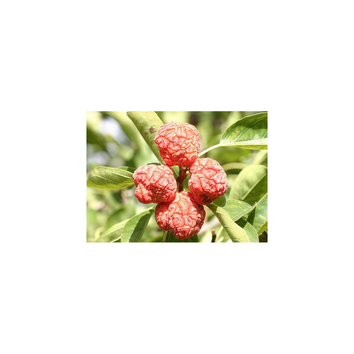 Kudranie - Maclura tricuspidata - nasiona kudranie - 5 szt.