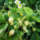 Poziomka Yellow Wonder - Fragaria vesca - nasiona poziomki - 200 szt.