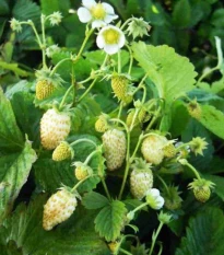 Poziomka Yellow Wonder - Fragaria vesca - nasiona poziomki - 200 szt.