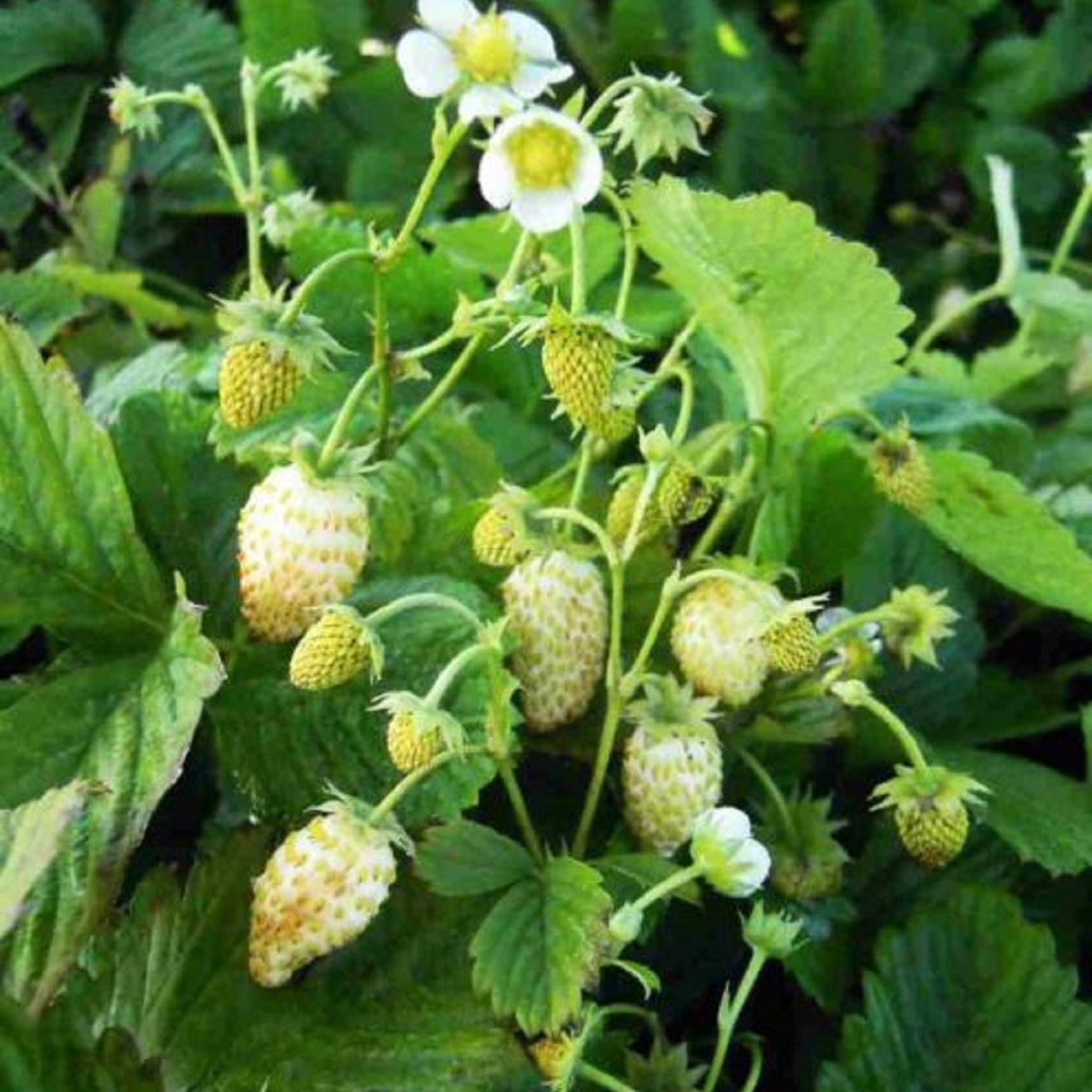 Poziomka Yellow Wonder - Fragaria vesca - nasiona poziomki - 200 szt.