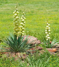 Juka glauca - Yucca glauca - semena juky - 5 ks