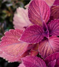 Perila červená - Perilla furtescens - semena perily - 350 ks