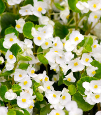Begonie Super Olympia biała F1 - Begonia semperflorens - nasiona begonii - 20 szt.