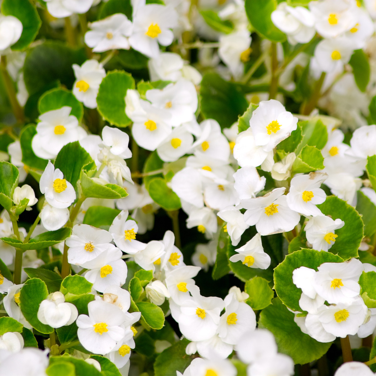 Begonie Super Olympia biała F1 - Begonia semperflorens - nasiona begonii - 20 szt.