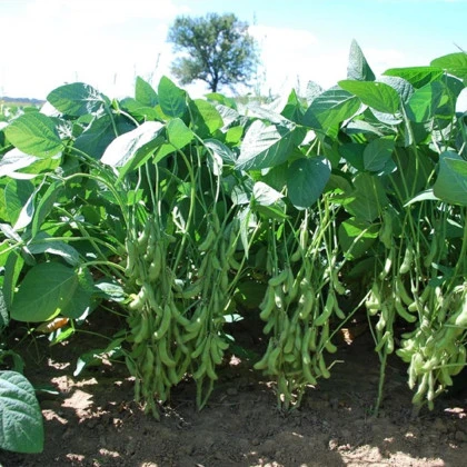 Sója Dame Hanae - Glycine max - semena sóji - 20 ks