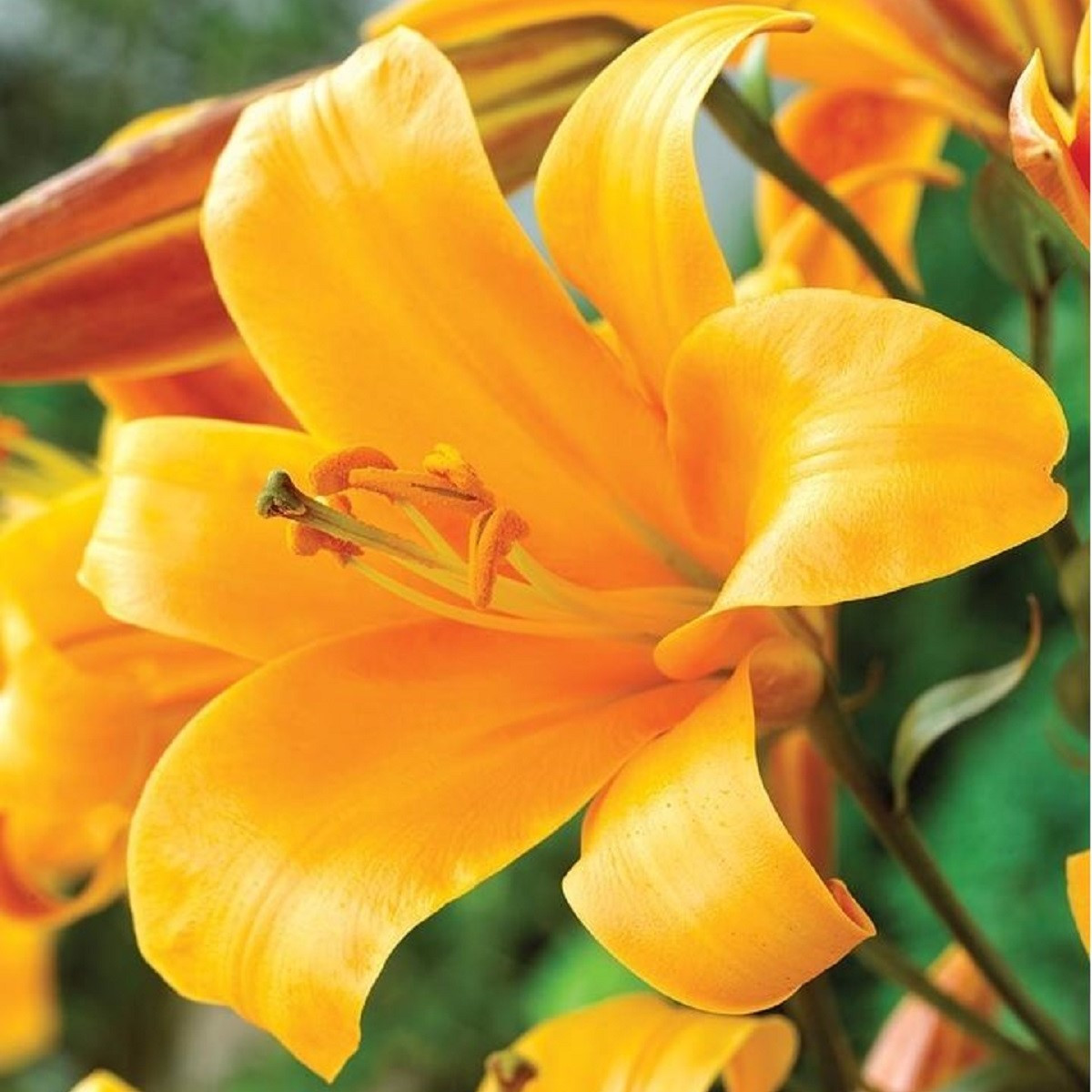 Lilie Orange Planet - Lilium - cibule lilie - 1 ks