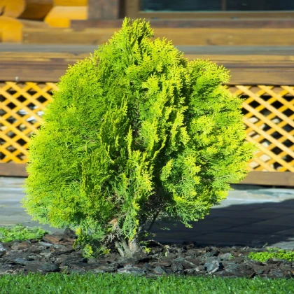 Túje západní - Thuja occidentalis - semena túje - 18 ks