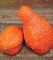 Tykev Boston Marrow - Cucurbita maxima - semena tykve - 8 ks