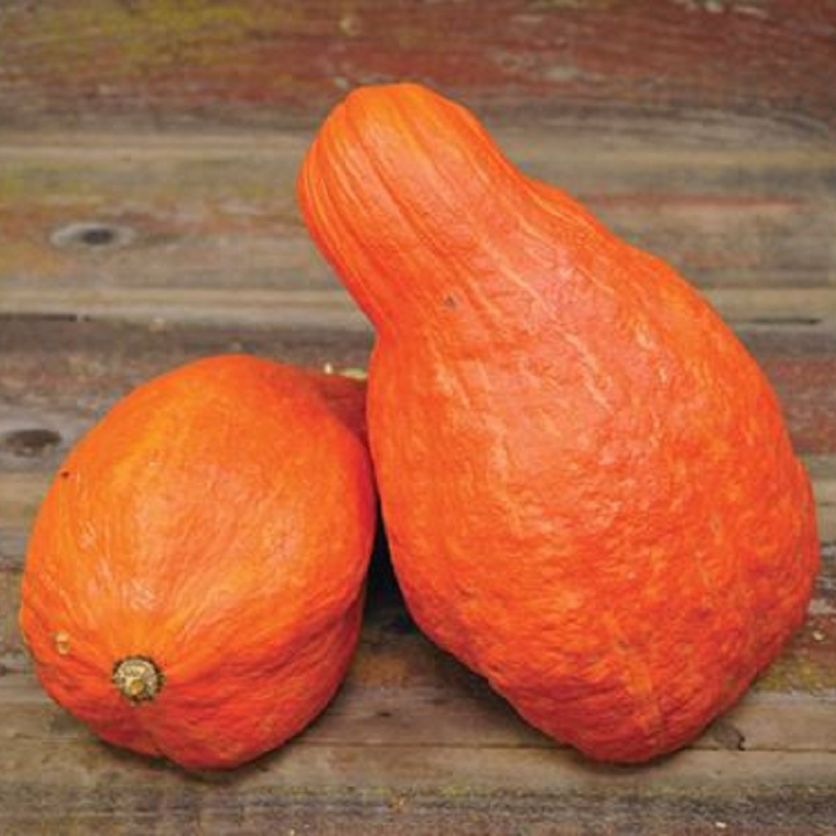 Tykev Boston Marrow - Cucurbita maxima - semena tykve - 8 ks