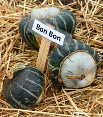Tykev Bon Bon F1 - Cucurbita maxima - semena tykve - 5 ks