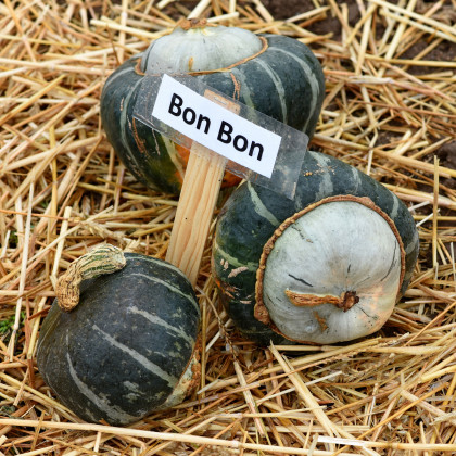 Tykev Bon Bon F1 - Cucurbita maxima - semena tykve - 5 ks