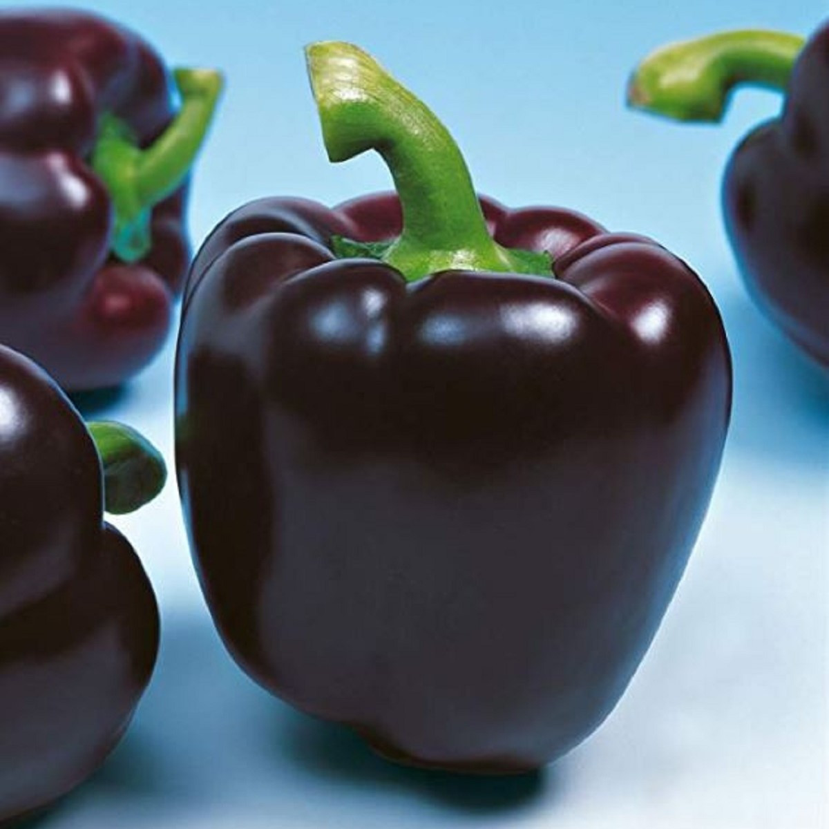 Paprika Mavras F1 - Capsicum annuum - semena papriky - 8 ks