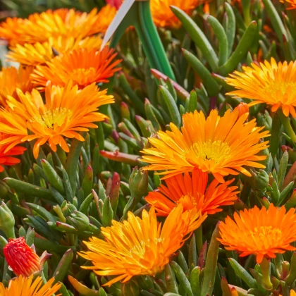 Lampranthus oranžový - Lampranthus aureus - semena lampranthus - 10 ks