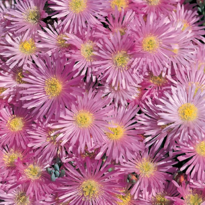 Lampranthus růžový - Lampranthus filicaulis - semena lampranthus - 10 ks
