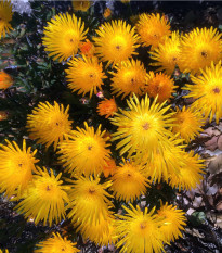 Lampranthus žlutý - Lampranthus glaucus - semena lampranthus - 10 ks