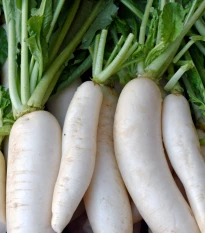BIO Ředkev bílá Laurin - Raphanus sativus - bio semena ředkve - 50 ks