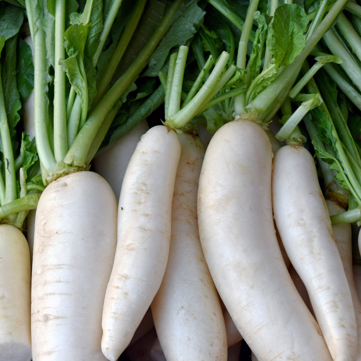 BIO Ředkev bílá Laurin - Raphanus sativus - bio semena ředkve - 50 ks