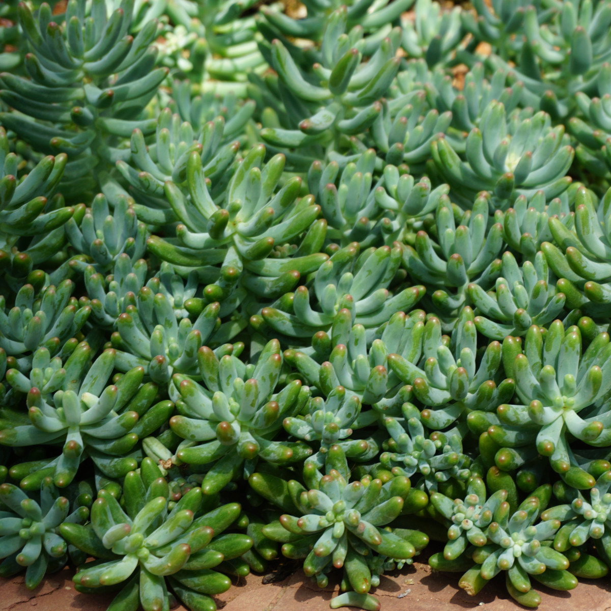 Rozchodník španělský - Sedum hispanicum - semena rozchodníku - 100 ks