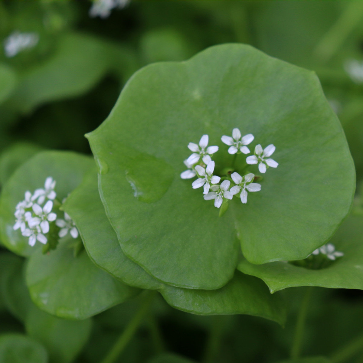 BIO Portulák zimní - Claytonia perfoliata - bio semena batolky - 100 ks
