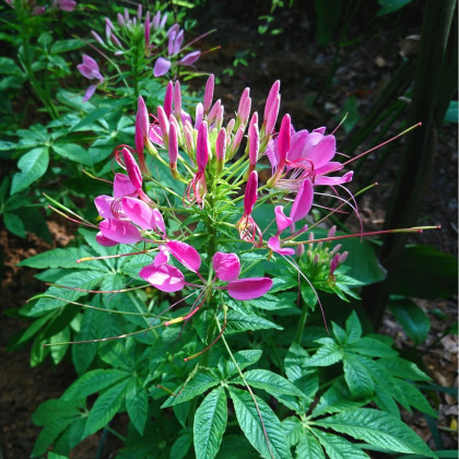 Luštěnice trnitá - Cleome hassleriana - semena luštěnice - 10 ks