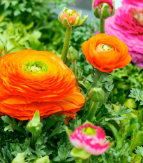 Pryskyřník plnokvětý oranžový - Ranunculus asiaticus - hlízy pryskyřníku - 3 ks