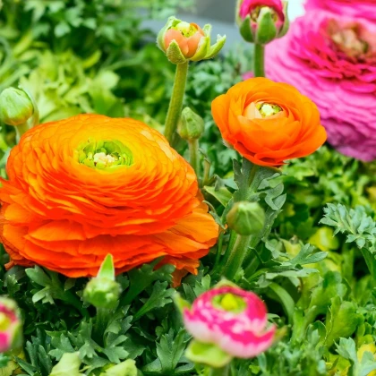 Pryskyřník plnokvětý oranžový - Ranunculus asiaticus - hlízy pryskyřníku - 3 ks