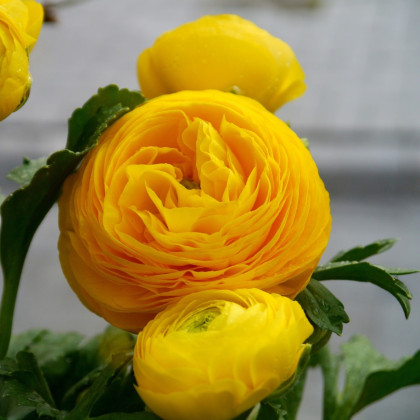 Pryskyřník plnokvětý žlutý - Ranunculus asiaticus - hlízy pryskyřníku - 3 ks