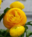 Pryskyřník plnokvětý žlutý - Ranunculus asiaticus - hlízy pryskyřníku - 3 ks