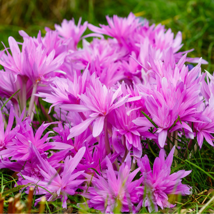 Ocún Waterlily - Colchicum - hlízy ocúnu - 1 ks