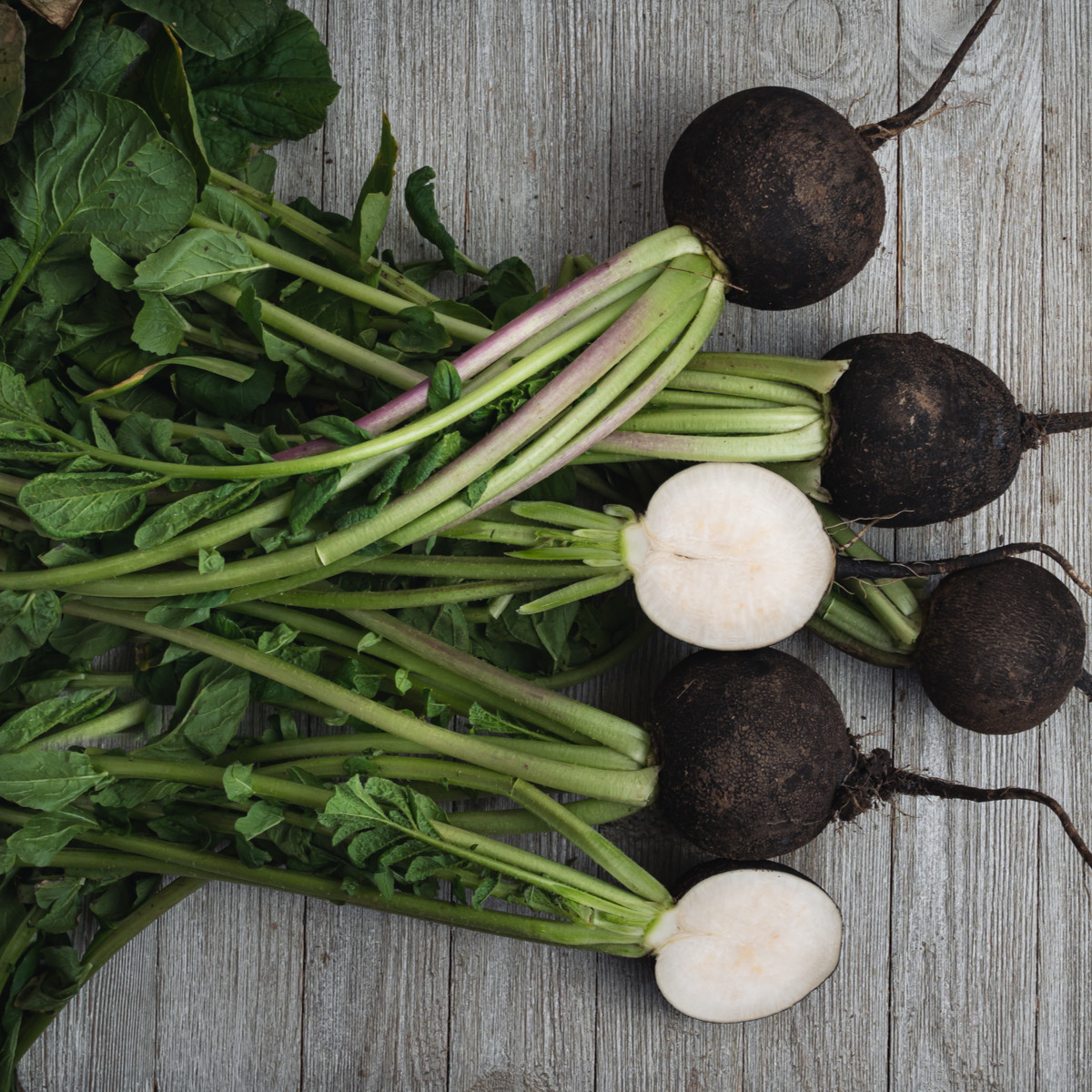 BIO Ředkvička černá kulatá - Raphanus sativus - bio semena ředkvičky - 45 ks