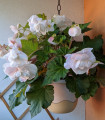 Begonie Angelique - Begonia odorata - hlízy begonie - 2 ks