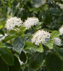 Tavola kalinolistá - Physocarpus opulifolius - semena tavoly - 8 ks