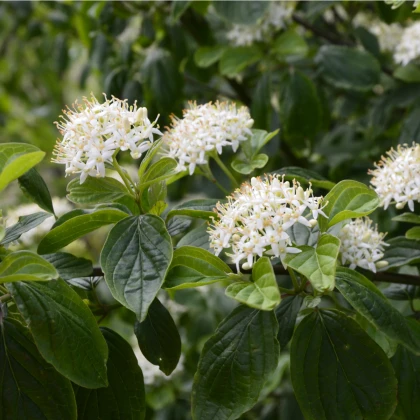 Tavola kalinolistá - Physocarpus opulifolius - semena tavoly - 8 ks