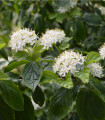 Tavola kalinolistá - Physocarpus opulifolius - semena tavoly - 8 ks