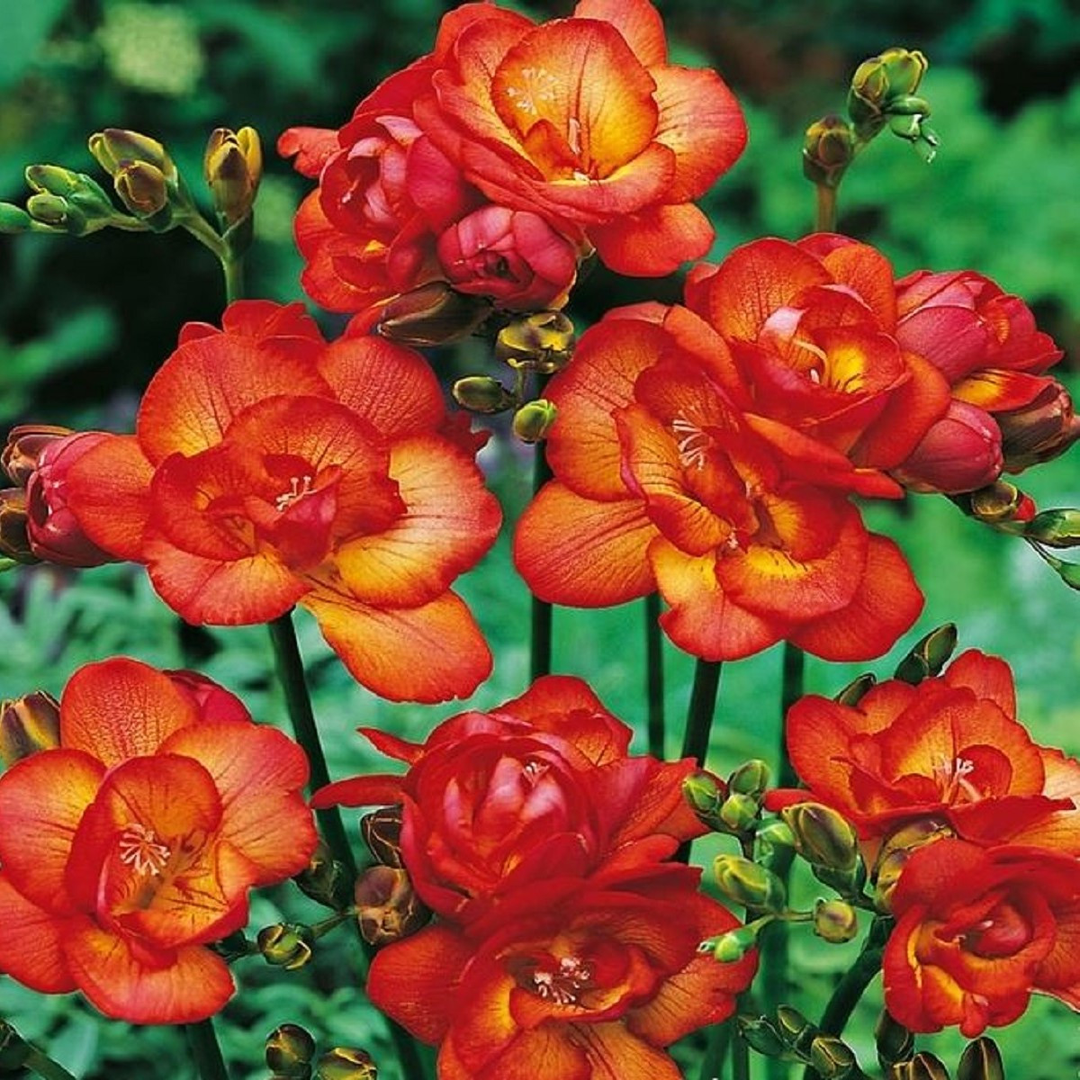 Frézie plnokvětá červená - Freesia - hlízy frézie - 3 ks