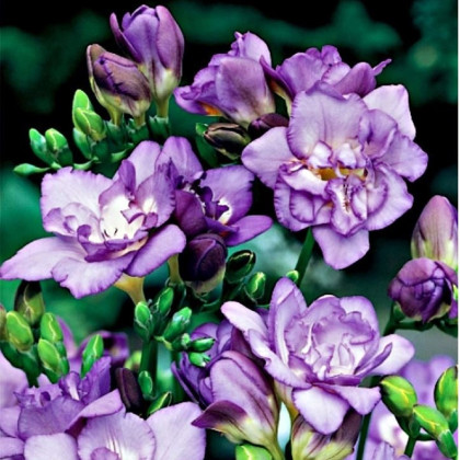 Frézie plnokvětá fialová - Freesia - hlízy frézie - 3 ks