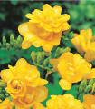 Frézie plnokvětá žlutá - Freesia - hlízy frézie - 3 ks