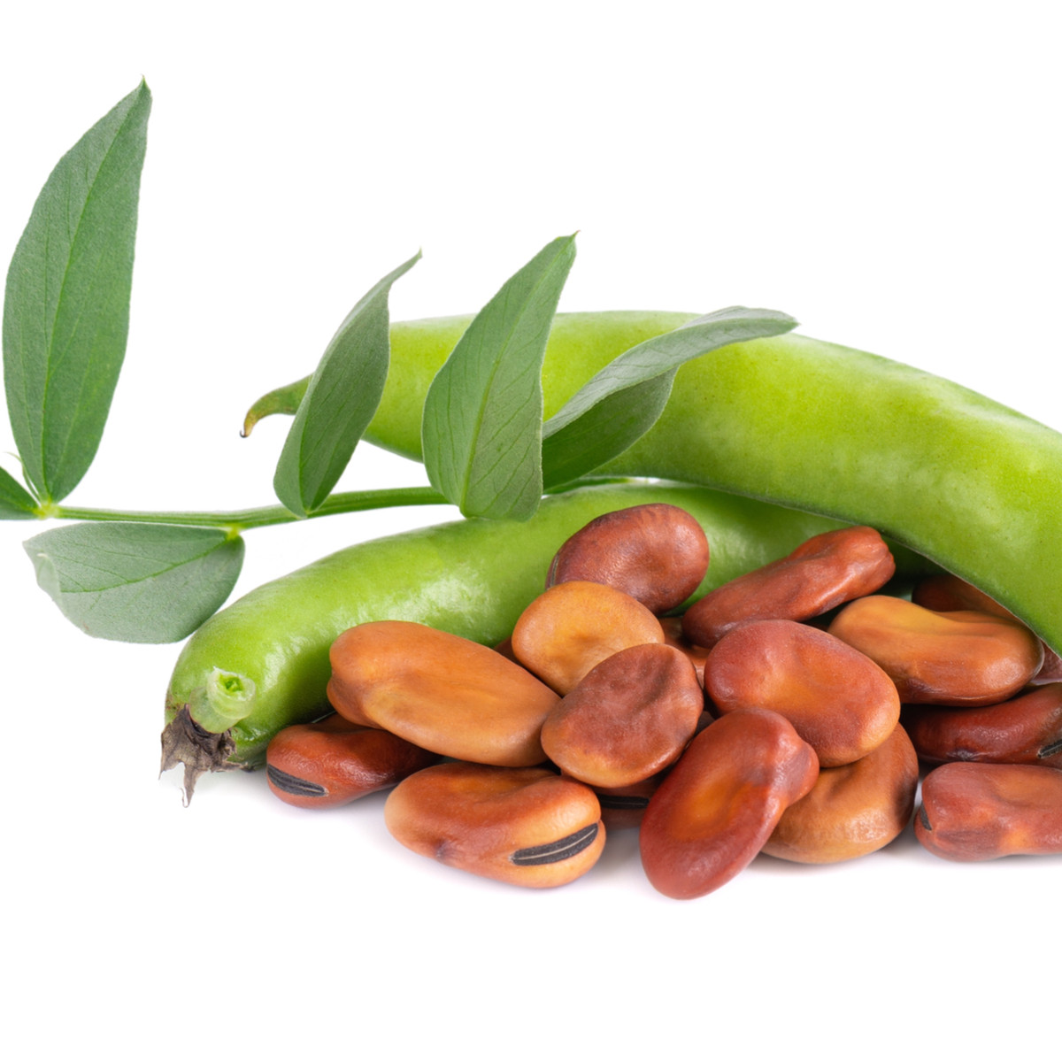 Fazole keříčková Maxi - Phaseolus vulgaris - semena fazole - 30 ks