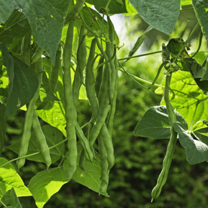 Fazole keříčková Maxi - Phaseolus vulgaris - semena fazole - 30 ks