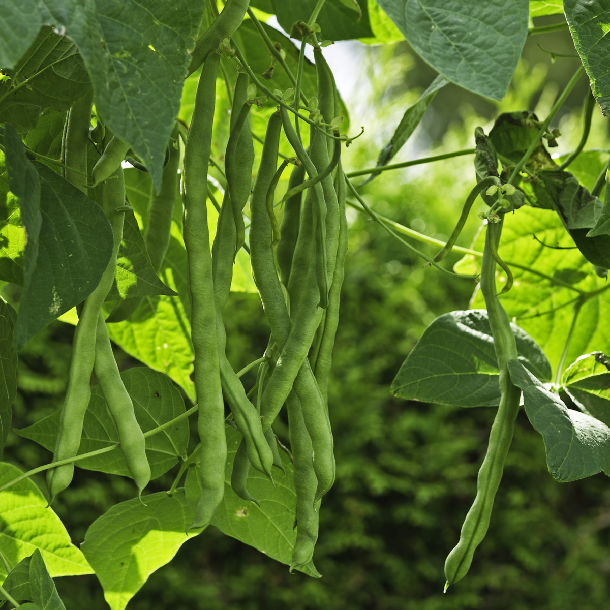 Fazole keříčková Maxi - Phaseolus vulgaris - semena fazole - 30 ks