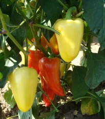 Paprika Zlata - Capsicum annuum - semena papriky - 30 ks