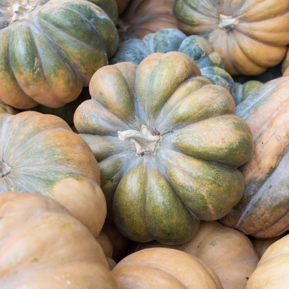 Dýně muškátová - Cucurbita moschata - semena dýně - 5 ks