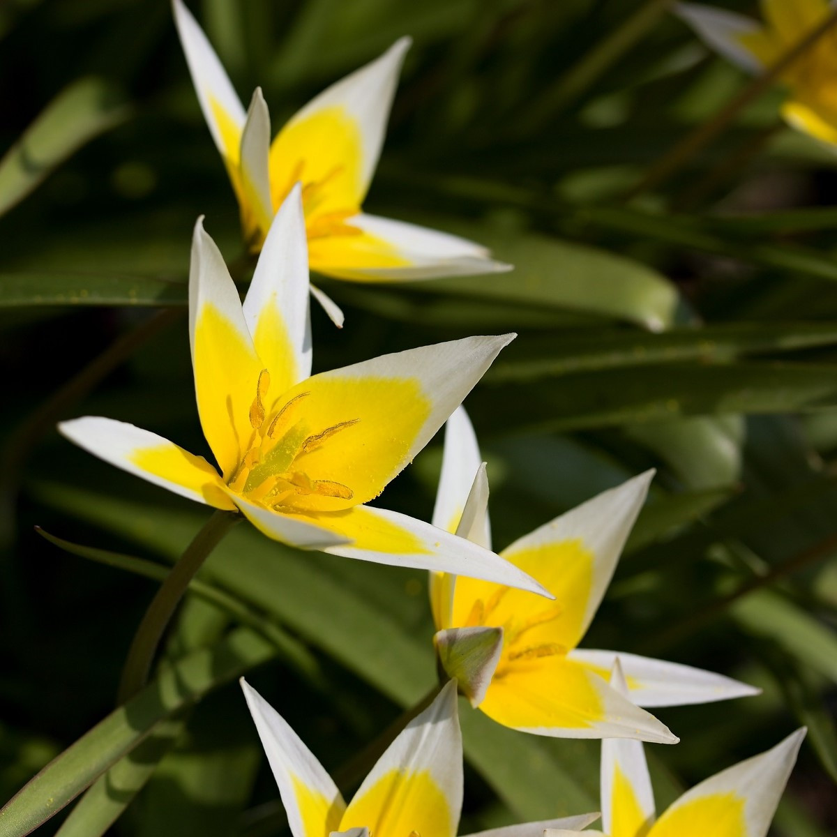 Tulipán pozdní Tarda - Tulipa - cibule tulipánu - 3 ks