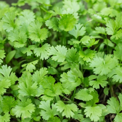 Koriandr setý Santo - Coriandrum sativum - semena koriandru - 100 ks