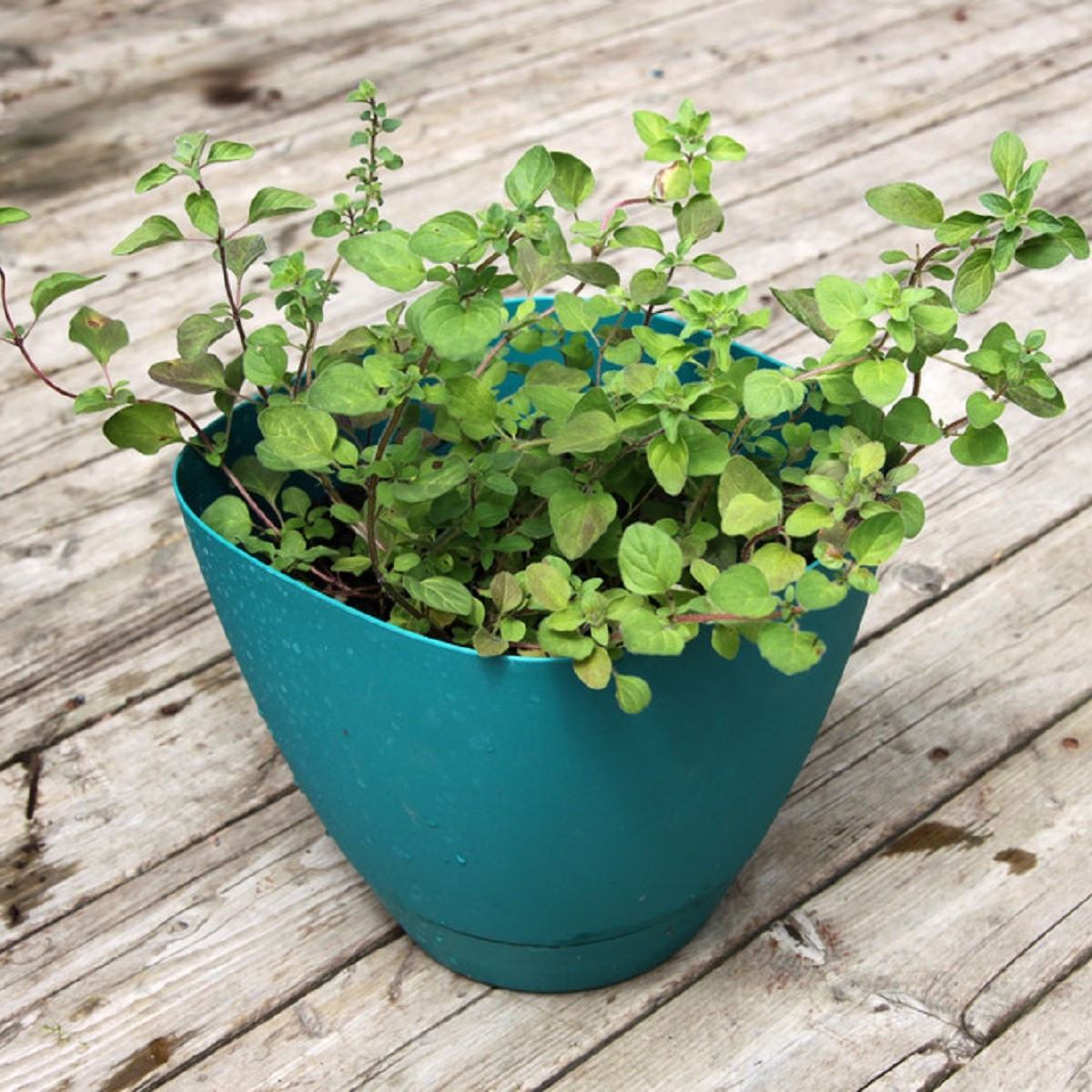 Řecké oregano - Origanum vulgare - semena oregana - 250 ks