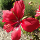 Ibišek szkarłatny - Hibiscus coccineus - nasiona hibiskusa - 15 szt.
