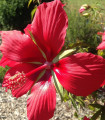 Ibišek szkarłatny - Hibiscus coccineus - nasiona hibiskusa - 15 szt.