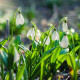 Sněženka Woronova - Galanthus woronowii - cibule sněženky - 3 ks
