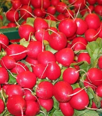 Ředkvička Saxa - Raphanus sativus - semena ředkvičky - 100 ks