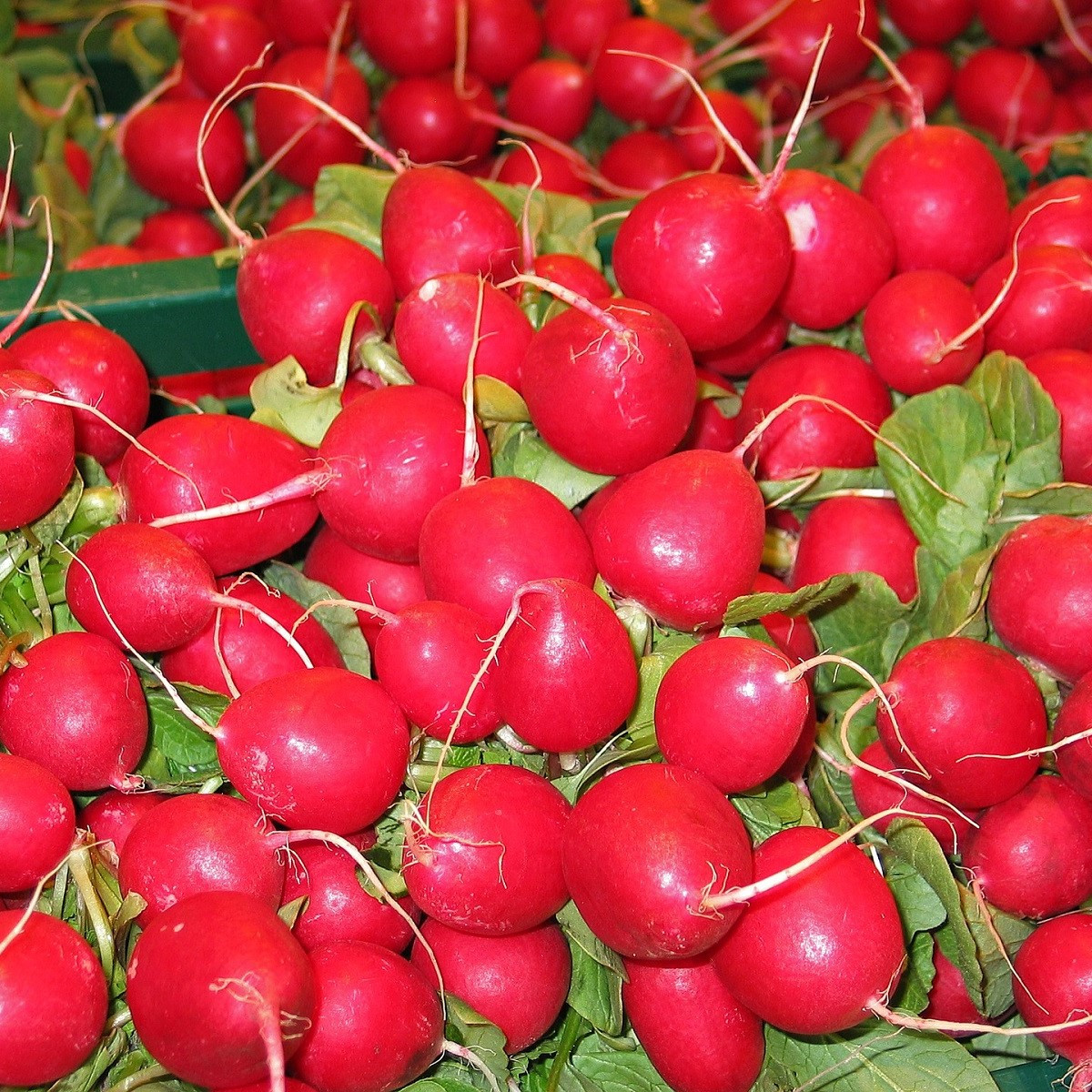 Ředkvička Saxa - Raphanus sativus - semena ředkvičky - 100 ks